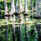Blackwater Swamp