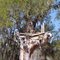 Blasted Treehouse