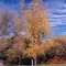 Colorful Tree