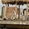 pelicans