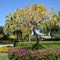 Arbre à fleurs jaunes, Marco Island