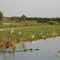 White Egrets on the Sarno Flats