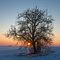 tree during sunset, winter