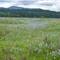 Mima Mounds - 200504LJW