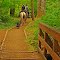 Mima Falls Trail #8