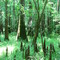 Trees and knees (May 2008)
