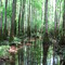 Trees and reflections (May 2008)
