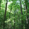 High canopy (May 2008)