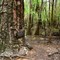 Old growth forest
