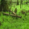 Cypress Knees