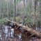 Gongaree National Park 7-12-2009