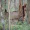 Congaree National Park 7-12-2009
