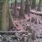 Bald Cypress trees at Congaree National Park