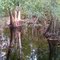 Bald Cypress trees in Congaree National Park