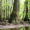   Taxodium distichum