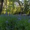 Camas, Cozine Creek