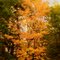 Tree in Autumn colors