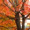 tree in autumn McMinnville, OR 2010