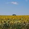 Sun Flowers Everywhere