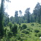 Kudzu Territory