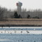 Swans, geese, and diving ducks on Pomme de Terre River in spring migration