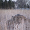 Canada goose nesting on muskrat house in Thedin wetland restoration
