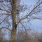 Great Horned Owl