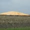 pile of soybeans