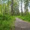 View of trees/trail from roadside stop