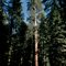 SEQUOIA NATIONAL PARK, U.S.A.