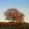 Mariposa Oak Tree, Feb 2008