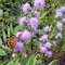 Butterfly and flowers on Seven Hollows Trail