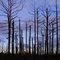 #168 Burned Forest - USA