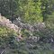 Mountain Laurel