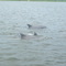 Dolphins