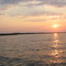 Purple Martin Sunset