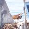 Osprey on nest in Albemarle Sound