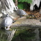 NC Aquarium, Roanoke Island