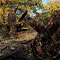Athens Mine ruins