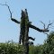 stick fingers is after me !! Oh, It's just a tree..?