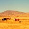 Cattle, north of Marfa, TX, feb 1995
