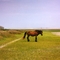 Wild Horse on Carrot Island
