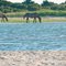 wild horses