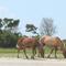 Wild Sea Island Ponies near Beaufort, NC