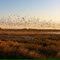 Geese