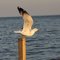 Sea Gull