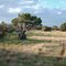 North Show Low, Arizona