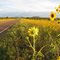 Bourdon Ranch Road Wildflowers