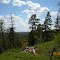 Mogollon Rim Overlook