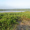 Oyster Pond